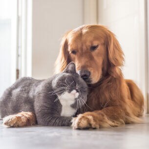 Ein Hund und eine Katze kuscheln miteinander.