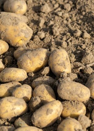 Kartoffeln liegen auf einem Feld