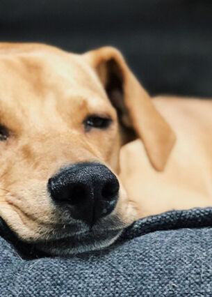 Hund liegt auf der Couch.